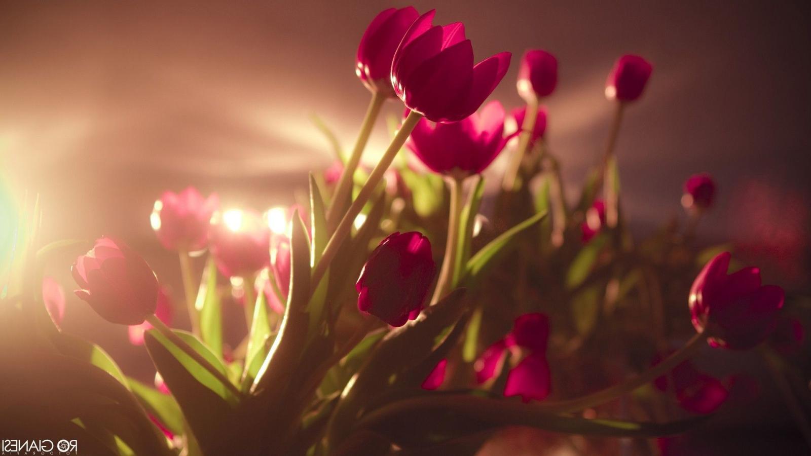 1920x1080 Tulip Flower Hd Wallpaper - Pink Flowers In Sunlight (#401861) - HD