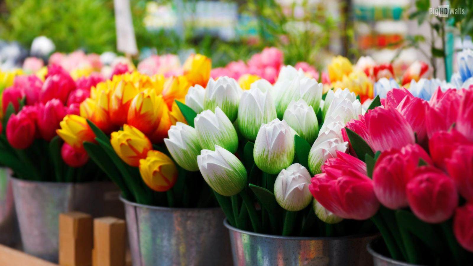 1920x1080 Tulips Background Wallpaper (70+ images)