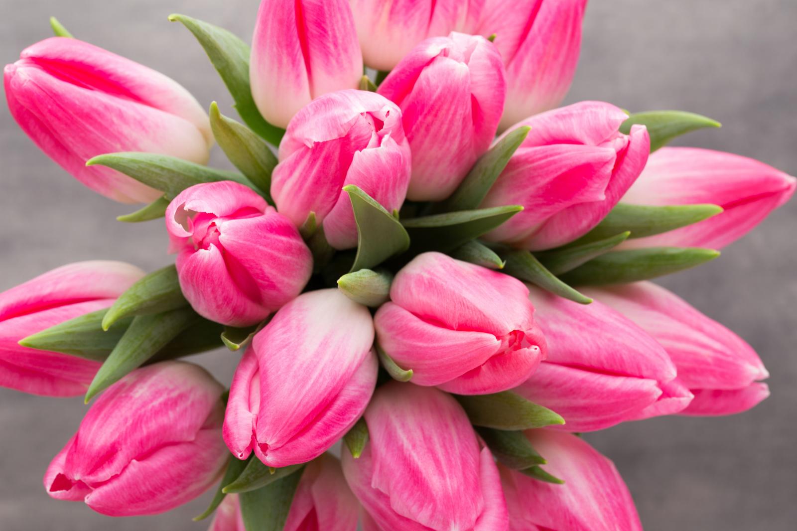 5472x3648 Wallpaper Pink tulips, HD, 5K, Flowers, #6909
