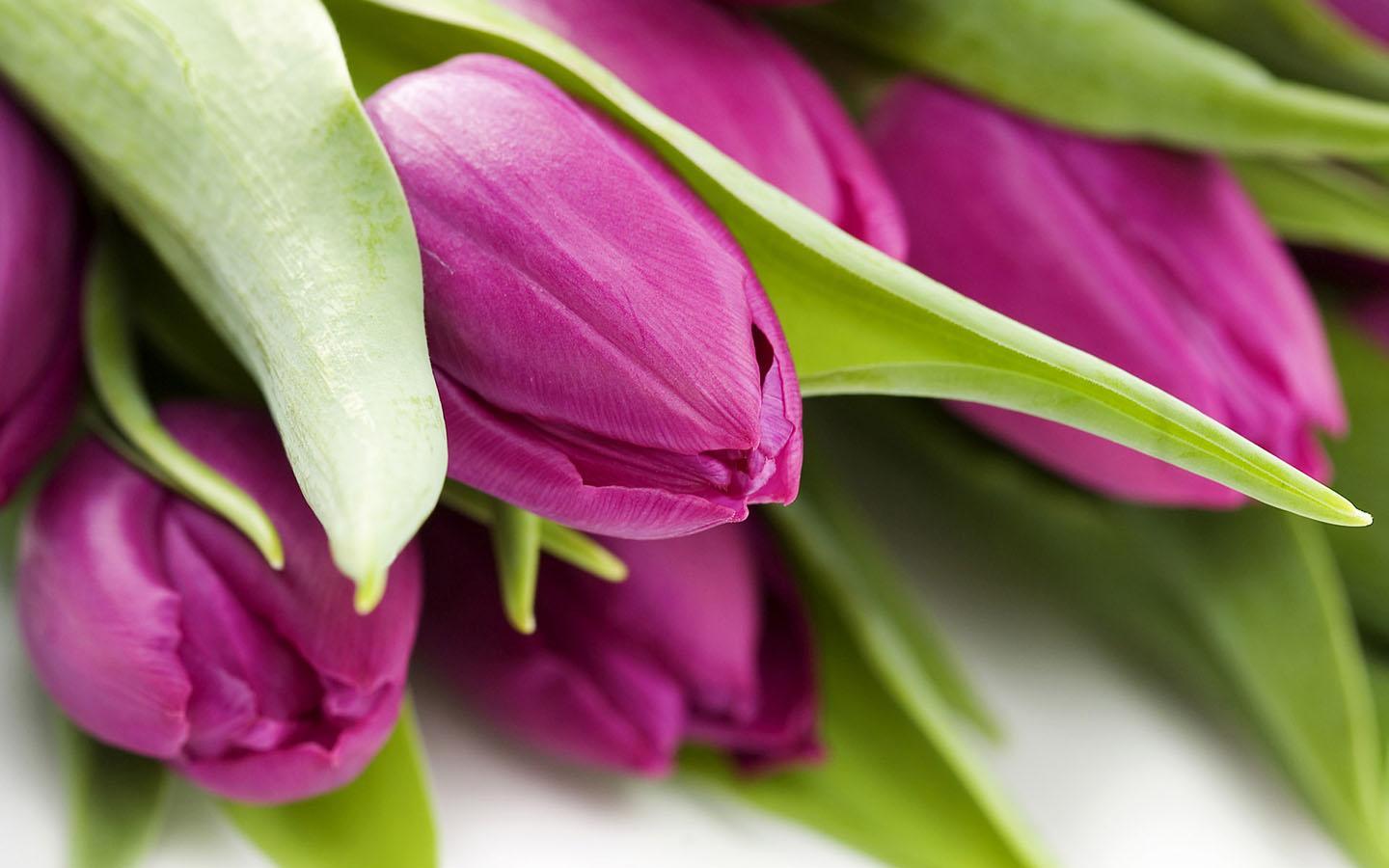 1440x900 Tulips HD Wallpaper for Android - APK Download