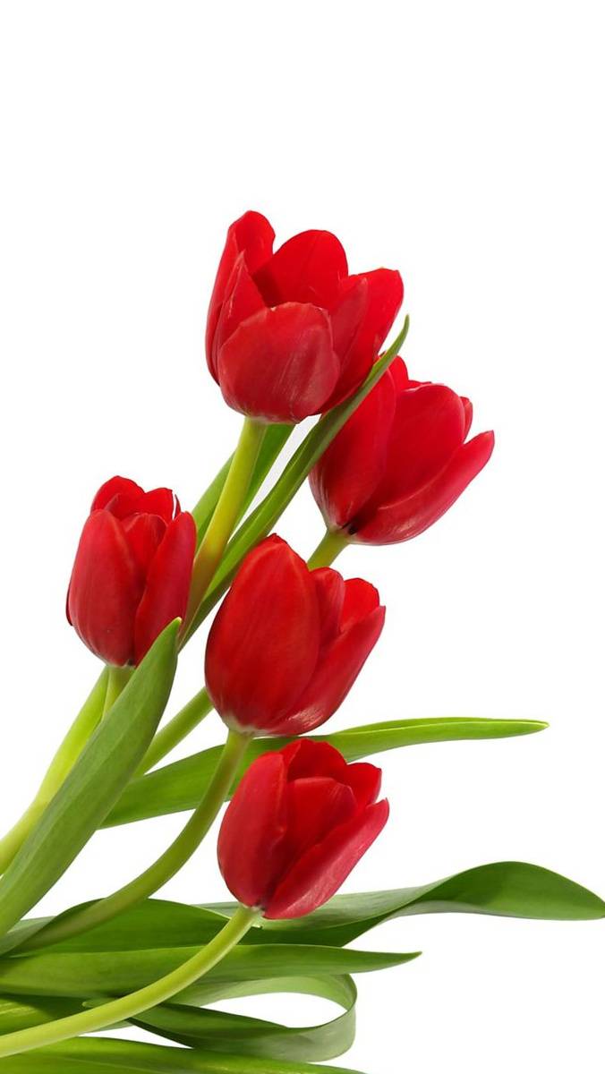 676x1200 Tulips Hd Wallpaper by vzeee - cf - Free on ZEDGE™