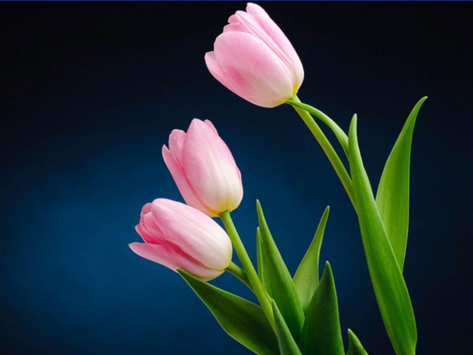 1600x1200 Pink Tulips Wallpapers