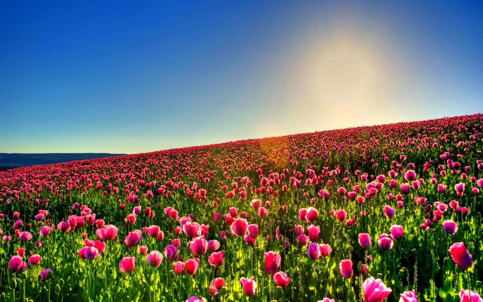 1920x1200 Tulips Wallpapers High Quality | Download Free