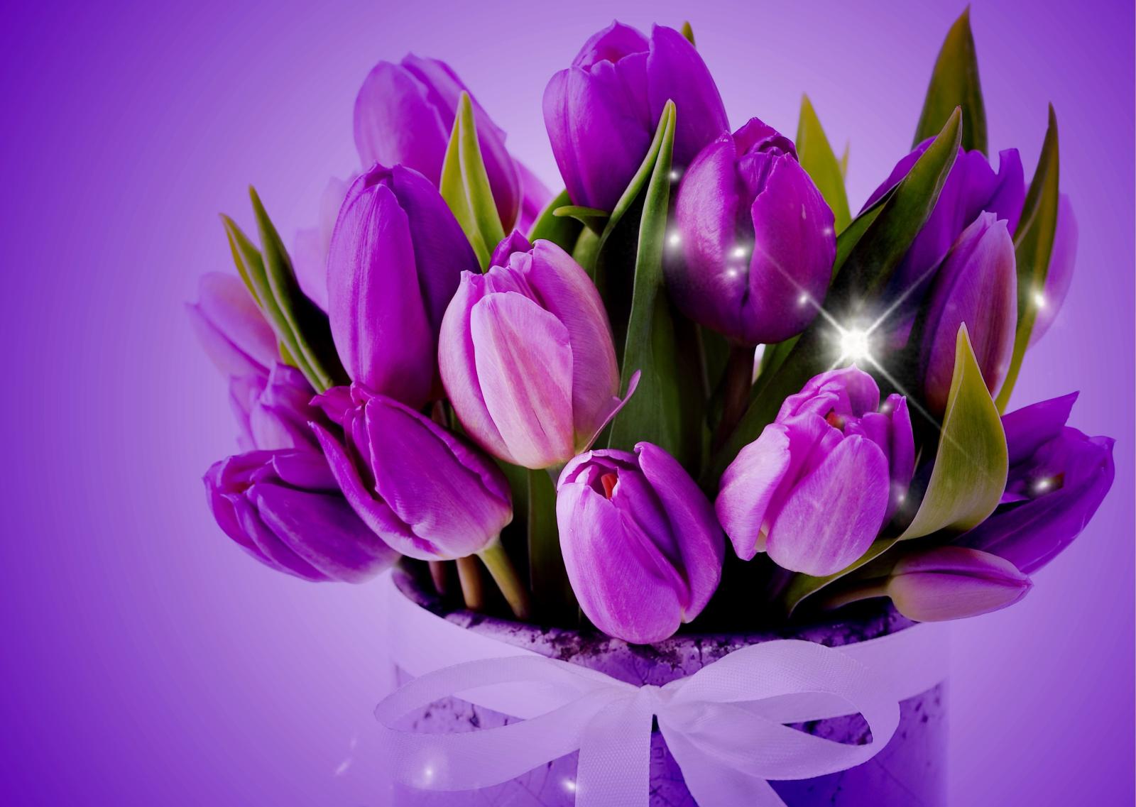 3517x2500 Purple Tulips HD Wallpaper | Background Image | 3517x2500 | ID