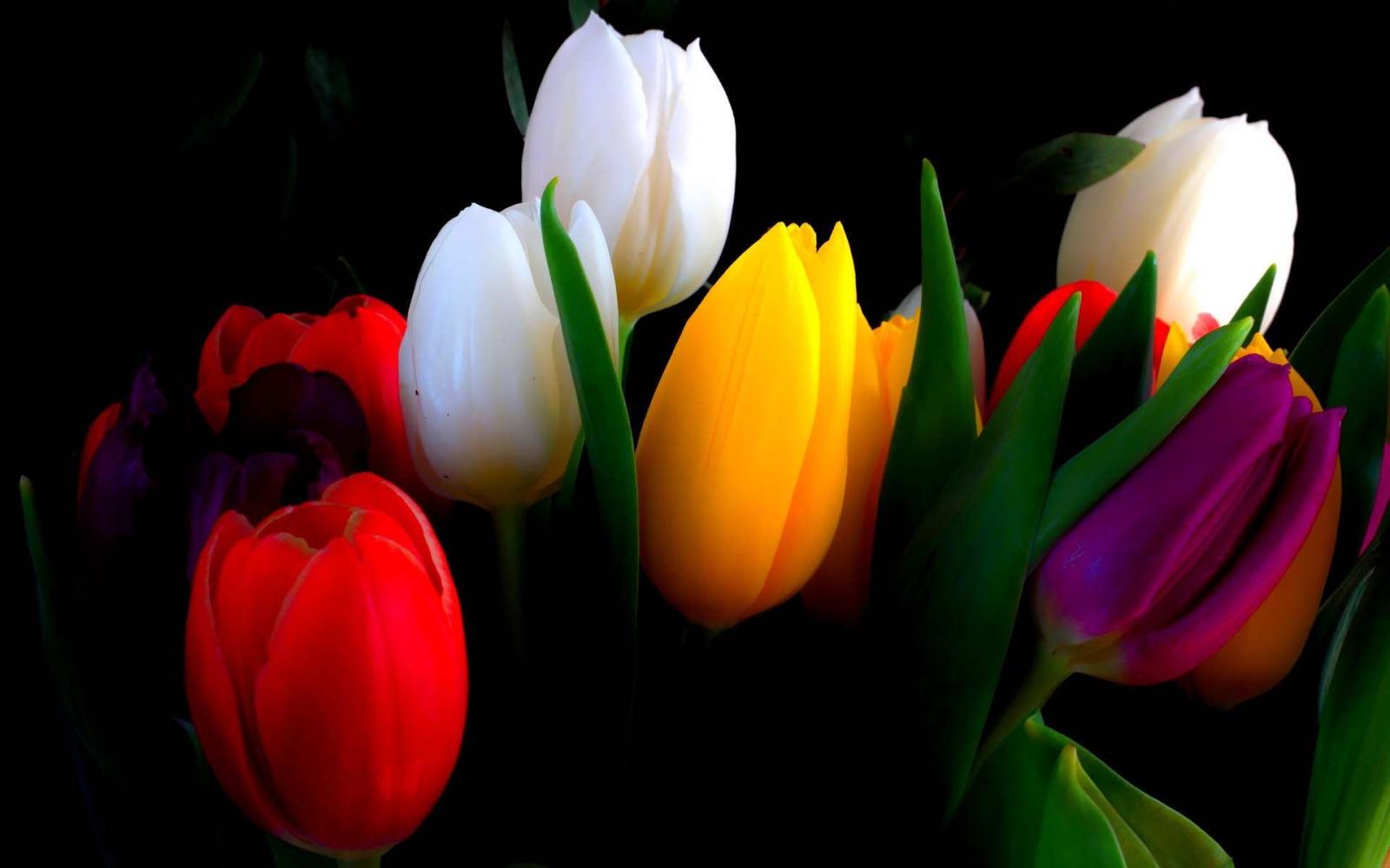 1920x1200 Colorful Tulips | HD Flowers Wallpapers for Mobile and Desktop