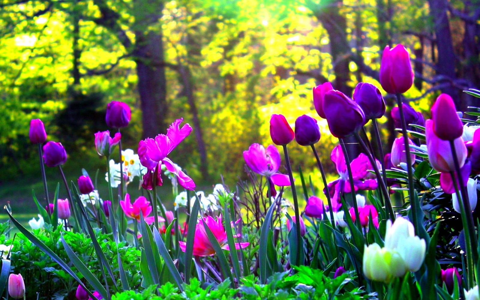 1920x1200 Flower - Purple Tulips Wallpaper Pc (#401663) - HD Wallpaper Download