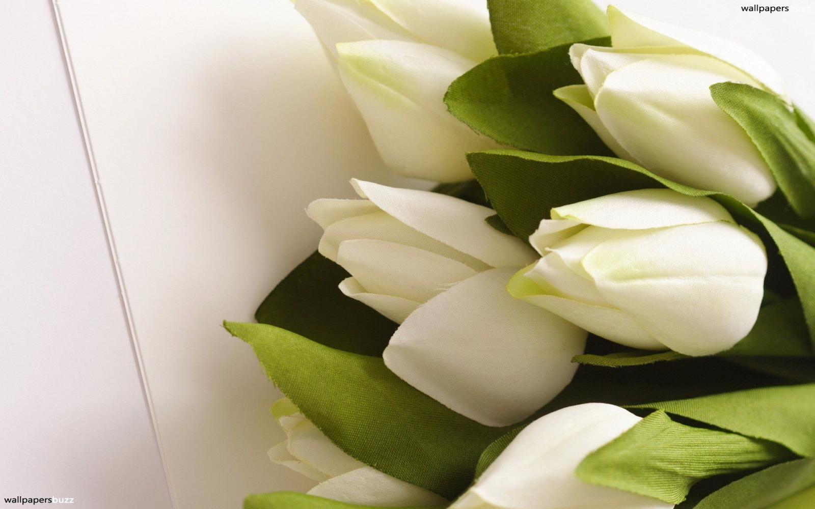 1920x1200 White tulips HD Wallpaper