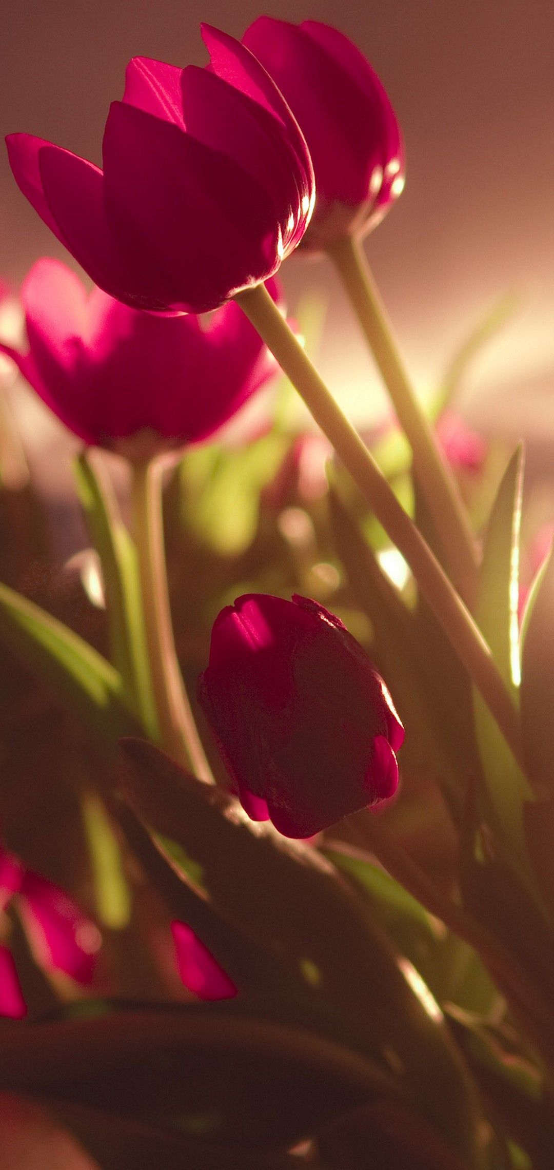 1080x2280 Tulip Wallpapers - Top Free Tulip Backgrounds - WallpaperAccess