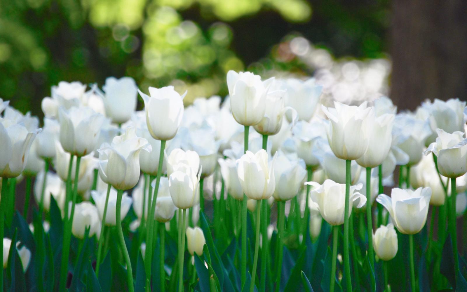 2560x1600 76+ Tulips Background Wallpapers on WallpaperPlay