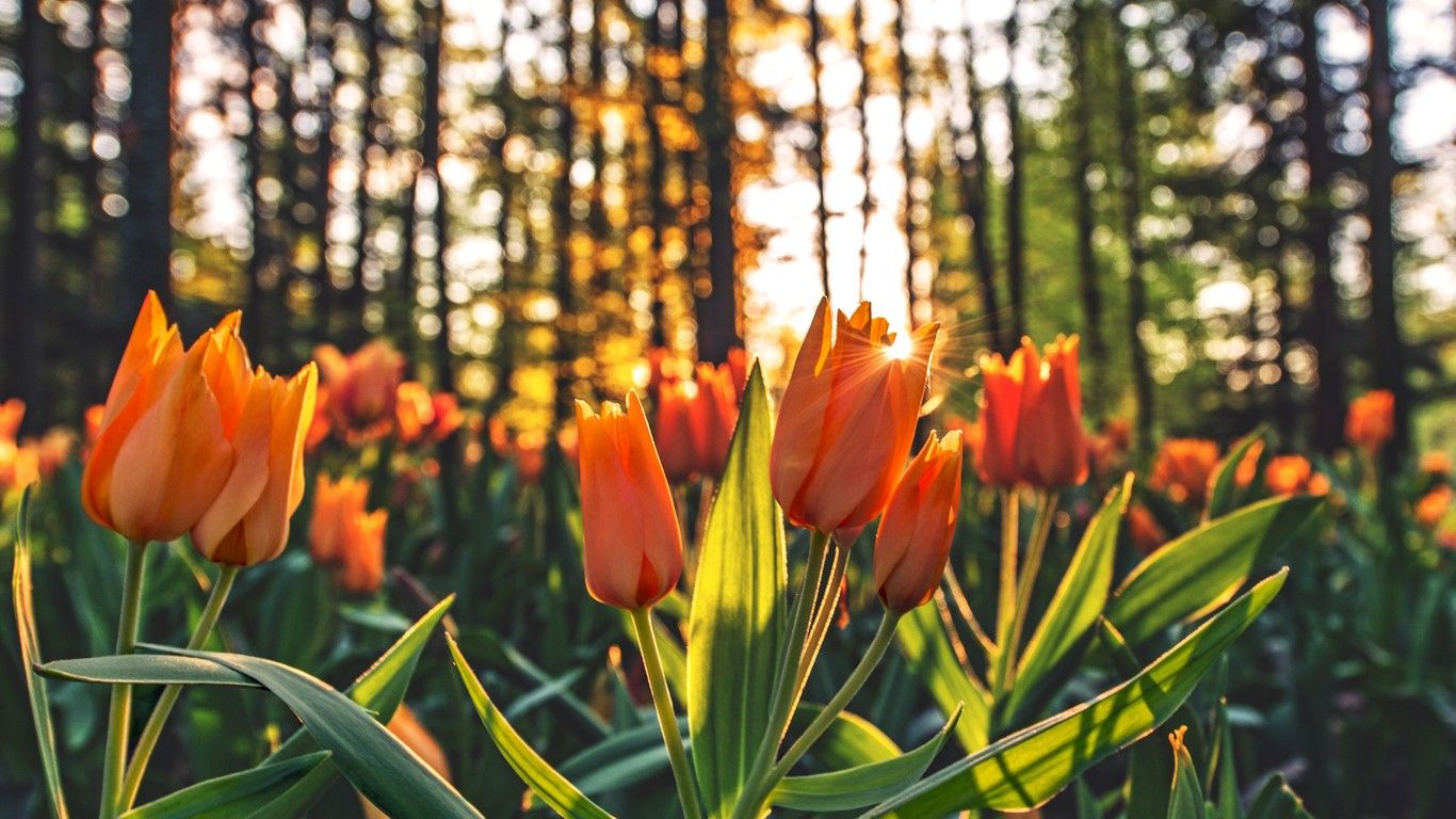1366x768 1366x768 Orange Tulips Hd 1366x768 Resolution HD 4k Wallpapers