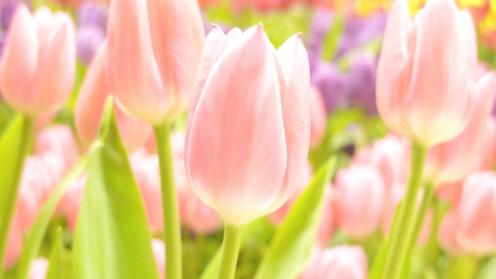 1920x1080 Download spring tulips HD 300x168 Spring HD wallpapers [1920x1080