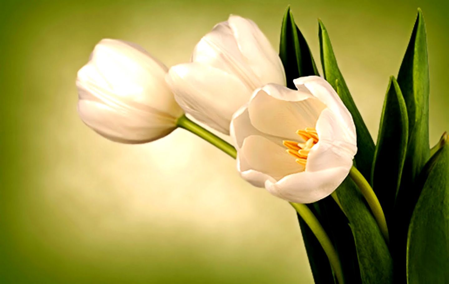 1440x910 Flowers White Tulips Hd Wallpaper | Mobile Wallpapers
