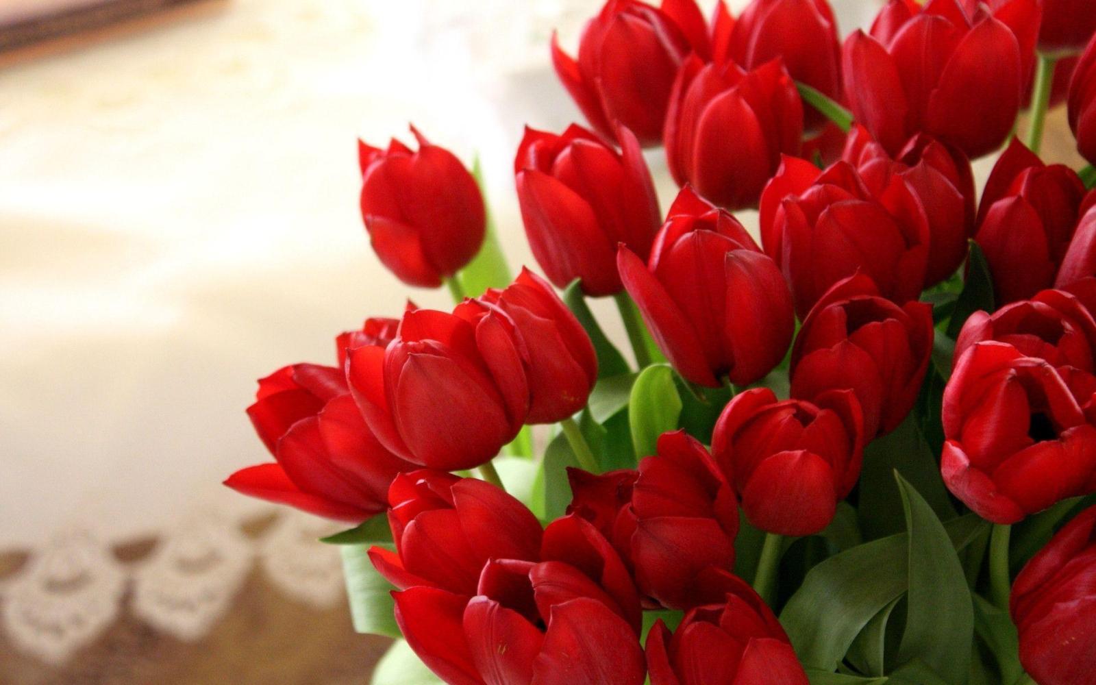 1920x1200 Red Tulip Wallpapers