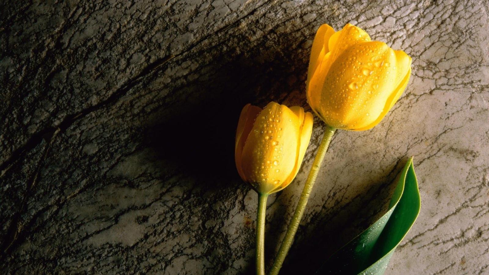 1920x1080 Yellow Tulip Flower Hd Wallpaper - Flowers Healthy