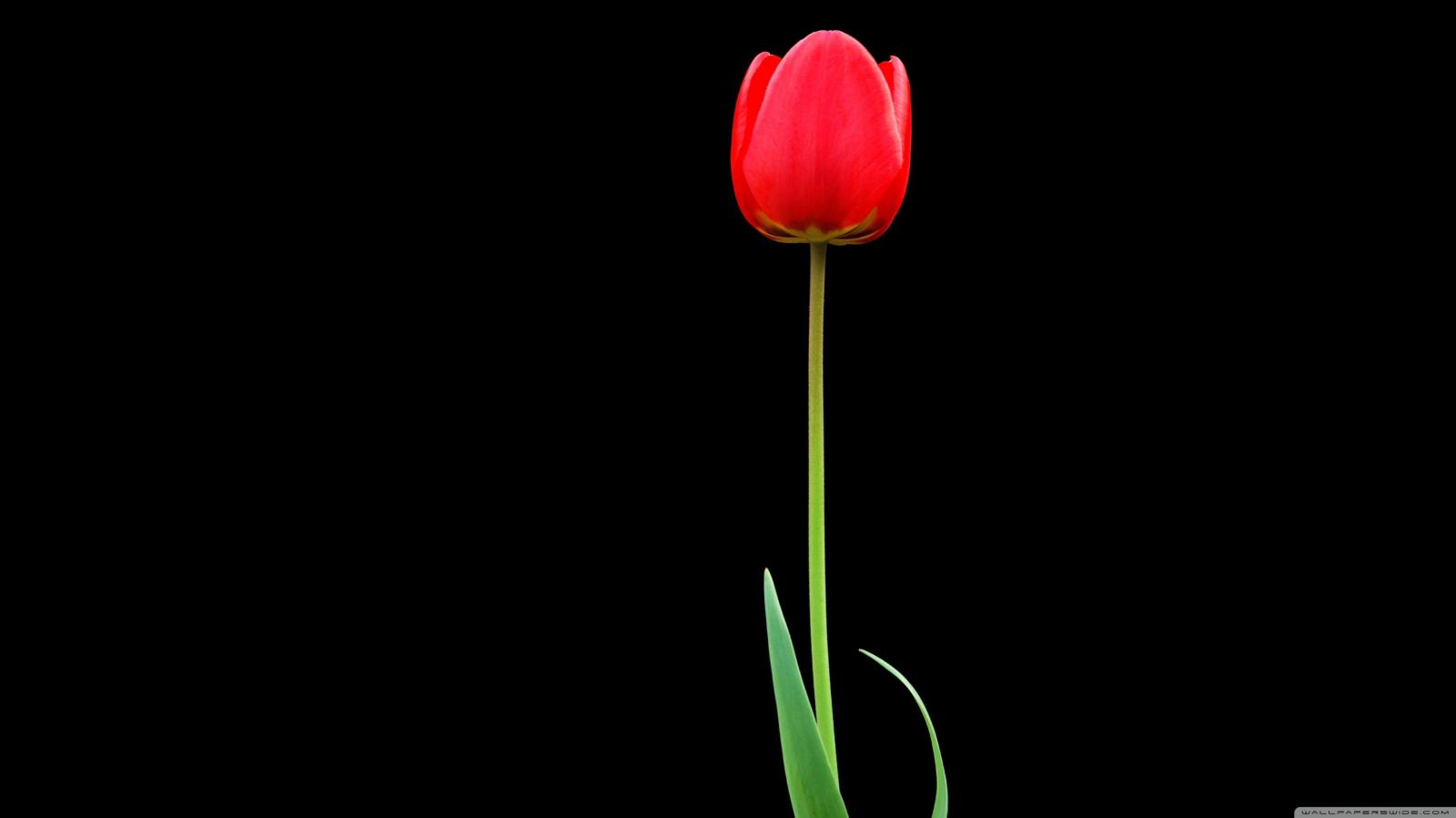 3554x1999 Tulip ❤ 4K HD Desktop Wallpaper for 4K Ultra HD TV • Tablet