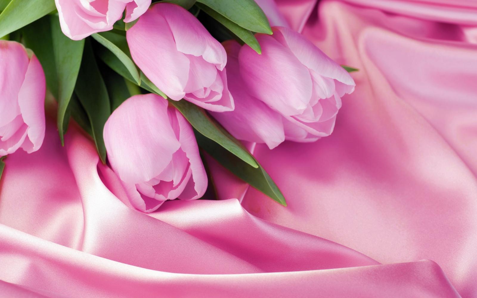 2880x1800 Bunch pink tulips hd #6929606