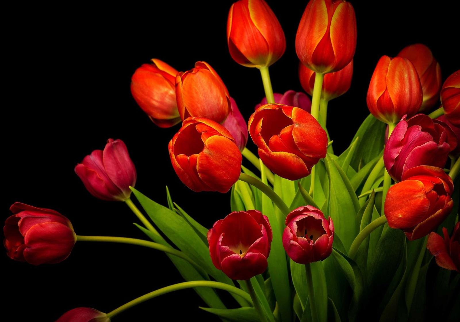 3784x2646 Orange Tulips HD Wallpaper | Background Image | 3784x2646 | ID