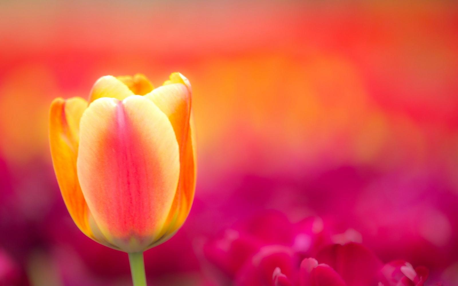 2560x1600 Tulip Desktop Wallpaper (30+), Find HD Wallpapers For Free