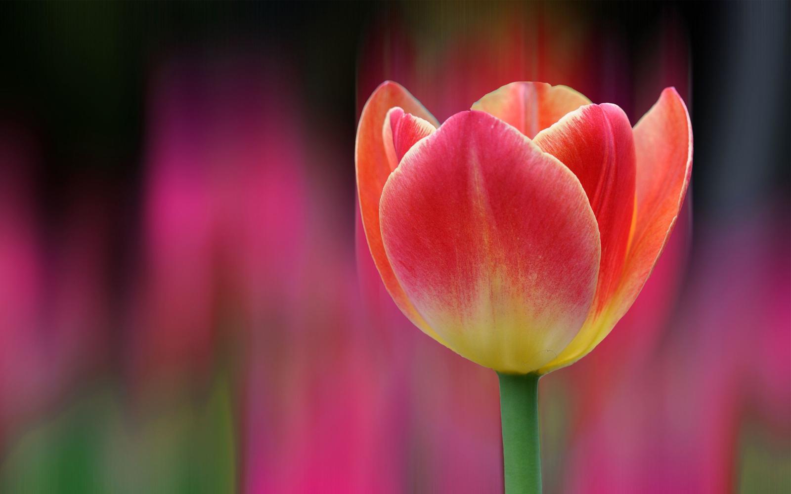2880x1800 tulips 4K wallpapers for your desktop or mobile screen free and easy