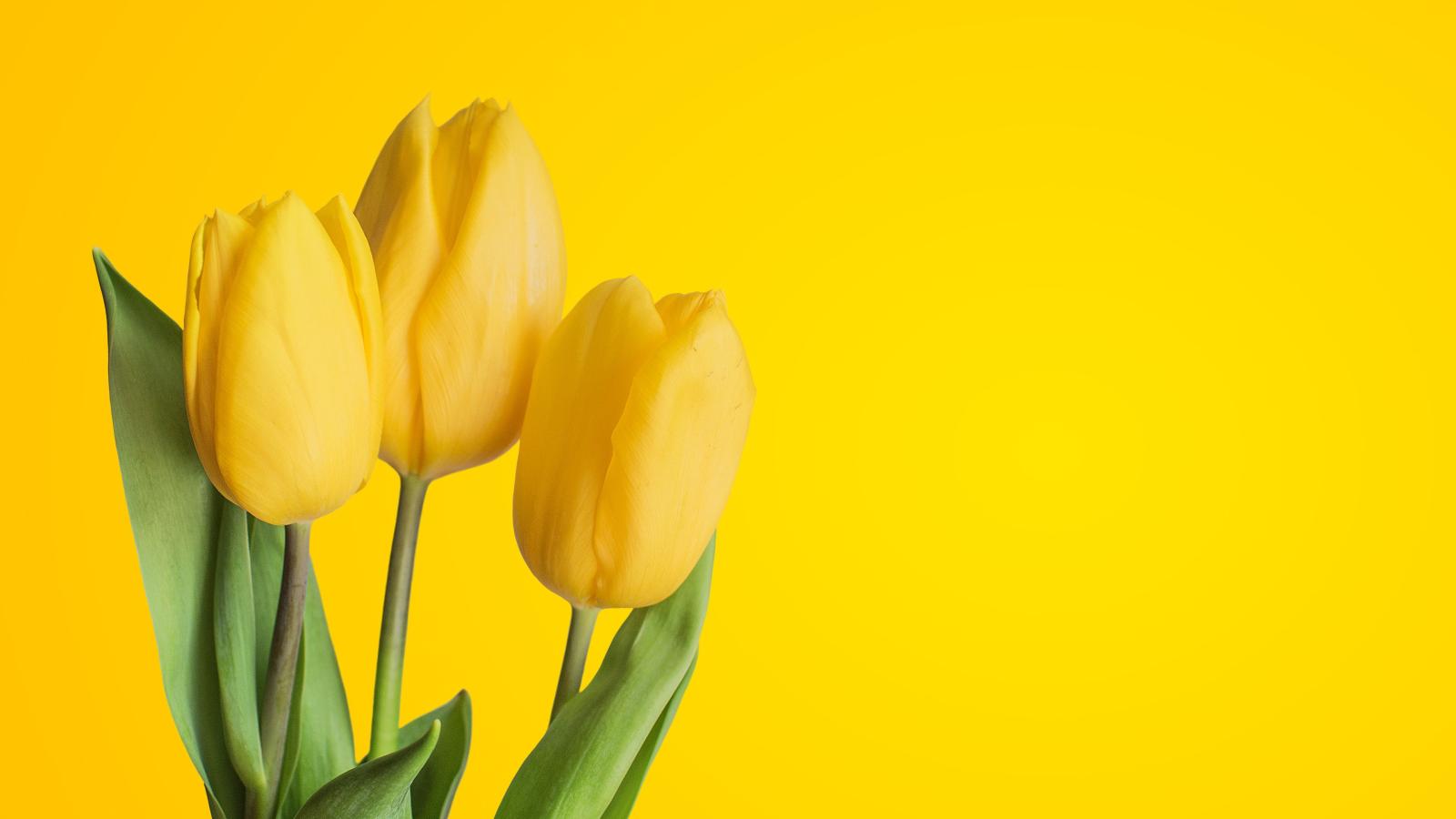 3840x2160 Yellow Tulips 4K Wallpapers | HD Wallpapers | ID #25245