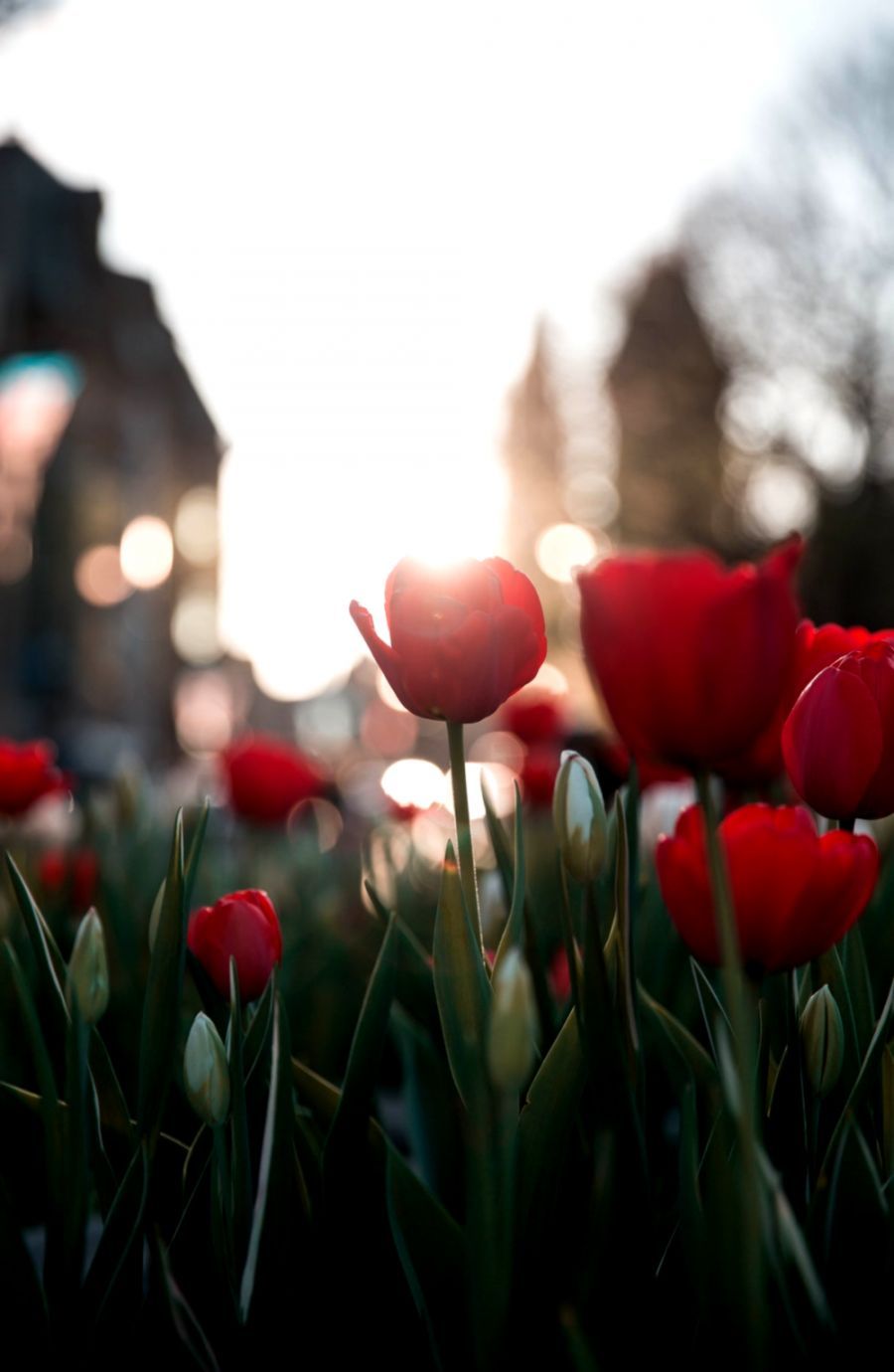 900x1380 Photo Flowers Tulips Hd Wallpaper | Favourite Wallpapers