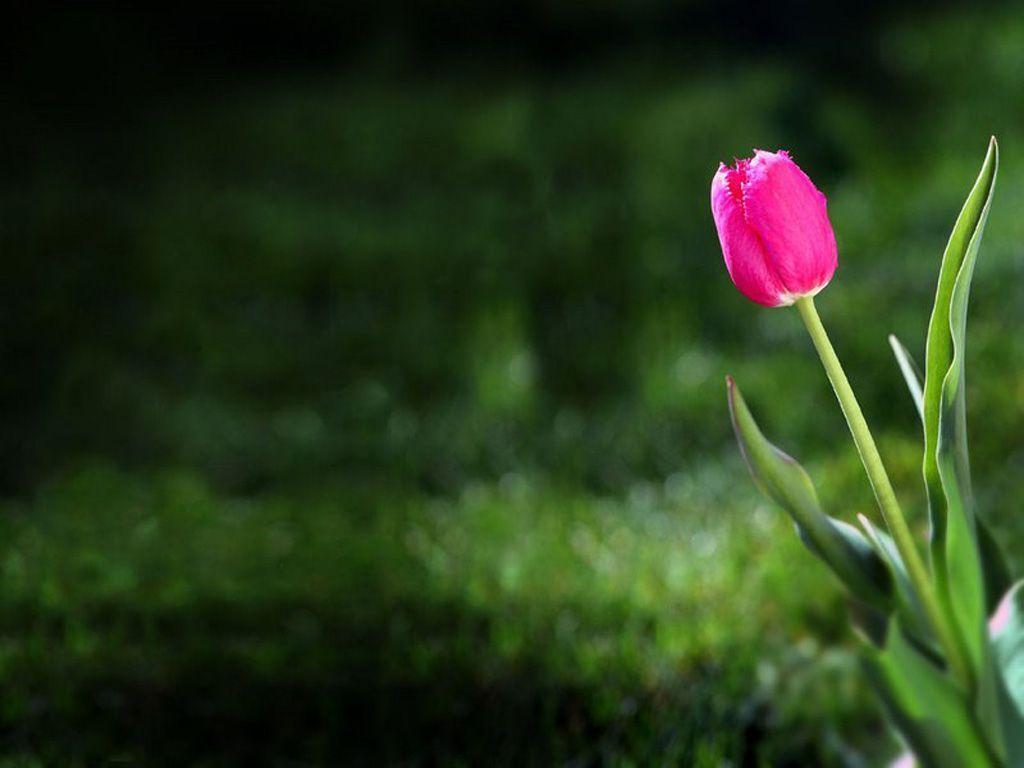 1024x768 Tulips Wallpapers