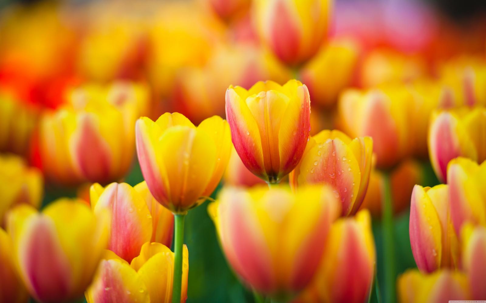 5120x3200 Download Yellow Pink Tulips HD Wallpaper - Wallpapers Printed