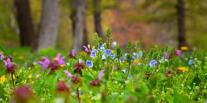 1332x850 Wallpaper Flowers, Spring, Nature, Flowers, Spring, Colors images