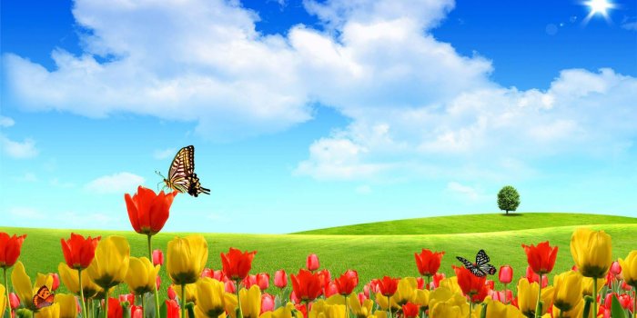 1600x975 Red & Yellow Spring Colors Wallpaper - Bhanwara.com