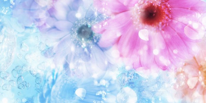 1920x1200 Flower flowers petals garden nature plants beautiful delicate