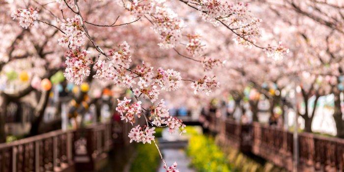 2000x1329 Spring Colors HD Wallpaper | Background Image | 2000x1329 | ID