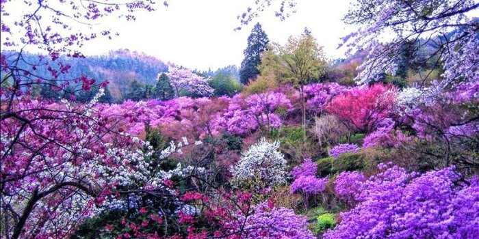 1024x768 Wonderful Spring colors | The Magical Nature of Flowers | Garden