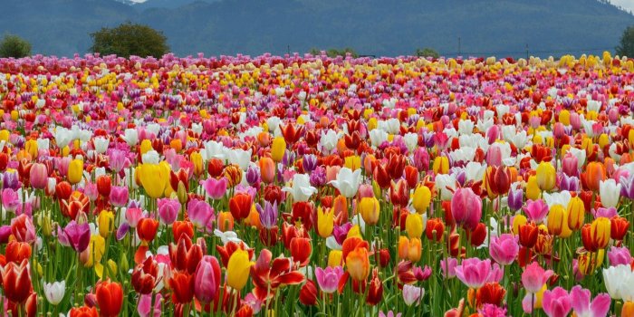 1332x850 Wallpaper Field, Mountains, Spring, Tulips, Landscape, Spring