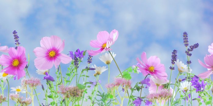 3531x1562 5076519 Colorful, Cosmos, Colors, Earth, Spring, Flower wallpaper