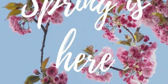 720x1280 Spring Cherry Blossom iPhone Wallpaper Collection
