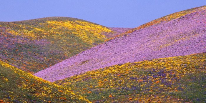 1600x1200 Ablaze with Spring Colors, Gorman, California – Dazzling Wallpapers
