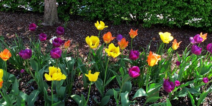 1332x850 Wallpaper Spring, Tulips, Spring, Colors, Tulips images for desktop