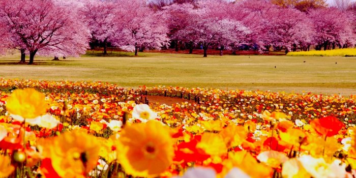 2061x1325 Spring Park Desktop Background wallpaper free | Nature: Spring