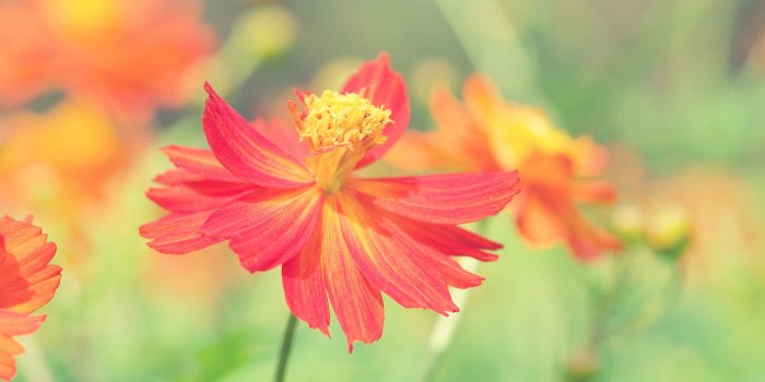 2560x1600 Cosmos Autumn Flower - Nature Spring Colors Palette Free Wallpaper