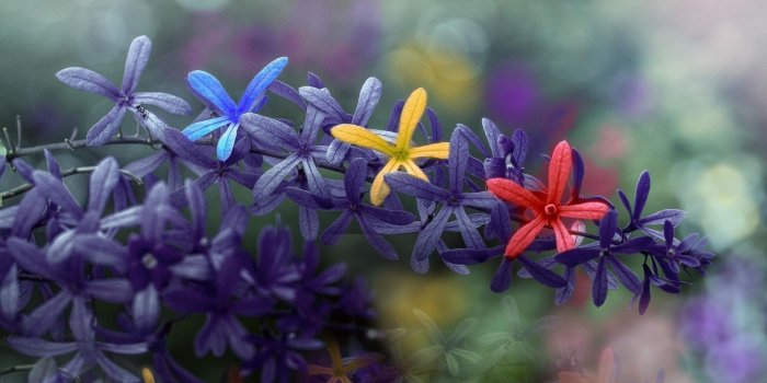 1920x1080 Colorful Busy Life Flowers Spring Hd Wallpapers