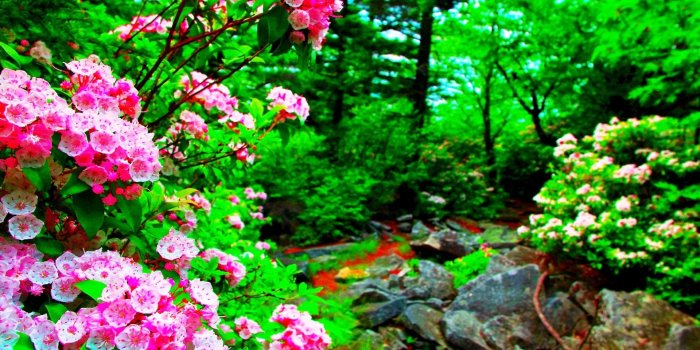 1920x1200 Animal Nature Jungle Photography Breathtaking Splendor Spring