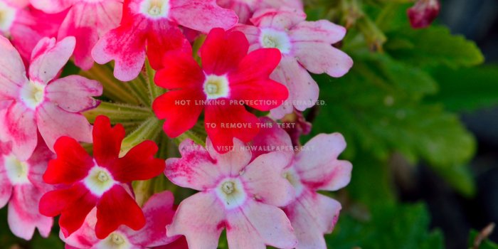 3000x2000 spring colors flowers colorful of nature