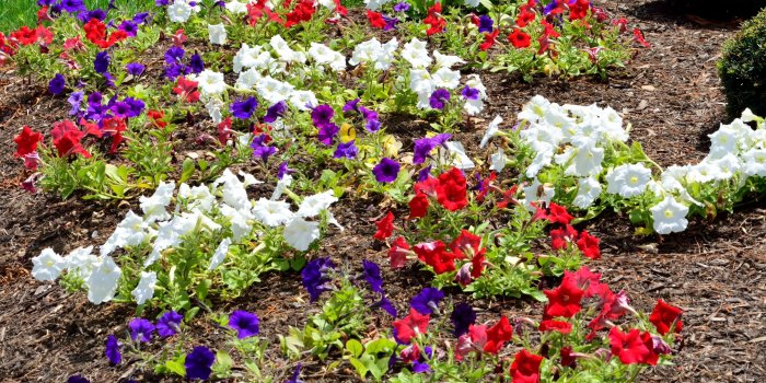 3000x2000 Beautiful Flowers Colors Garden Bed Nature Spring Flower - Petunia