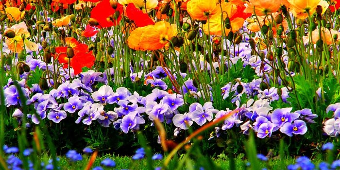 1920x1440 Flowers: Nature Flowers Field Spring Colors Flower Hd Blossom Theme