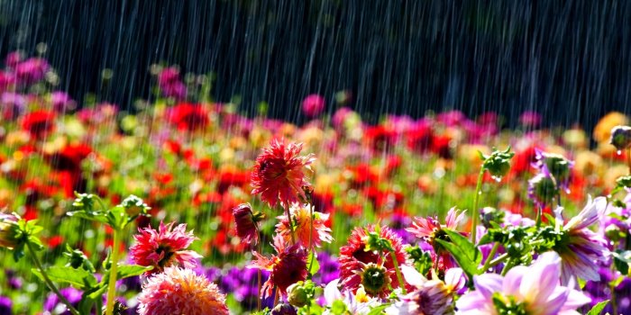 3840x2160 Spring Colorful Flowers Hd Wallpaper - Flowers Healthy