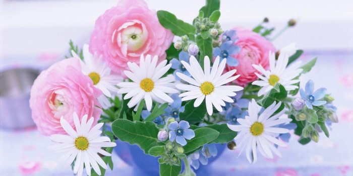 1366x768 Flowers: Spring Colors Bouquet Color Chamomile Flowers Flower