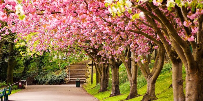 1920x1200 Spring Desktop Wallpaper Colors_hd wallpaper_download free wallpaper