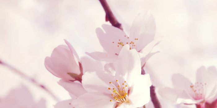 2048x2048 Wallpaper Weekends: Flower Delivery for Your iPad