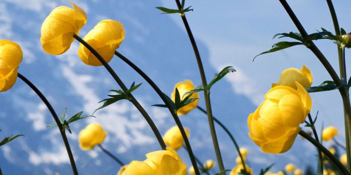 2048x2048 25 Flowers iPad Wallpapers