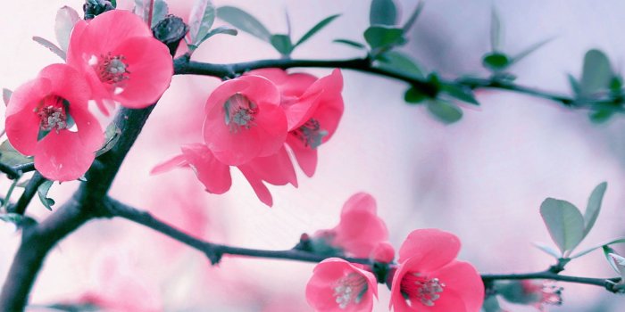 2048x2048 Pink Blossom Flowers iPad Wallpaper HD #iPad #wallpaper | iPad